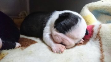 ボストンテリア【山梨県・男の子・2017年11月4日・ボストンカラー】の写真「まん丸お顔」