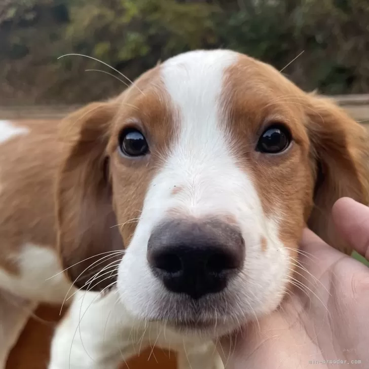 アレサ 様のお迎えした子犬