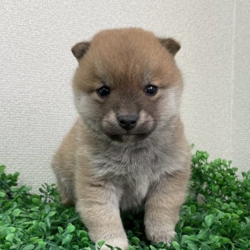 柴犬(豆柴)【広島県・男の子・2024年11月5日・赤】の写真「コロコロボディの男の子✨」