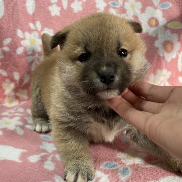 柴犬(標準サイズ)【広島県・男の子・2024年12月17日・赤】の写真「✨コロコロボディの男の子✨」