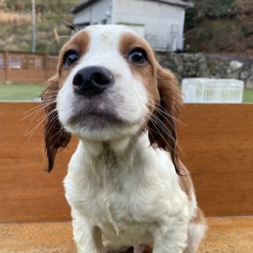 ブリタニースパニエル【広島県・男の子・2024年9月17日・白オレンジ】の写真「✨元気いっぱい男の子✨」