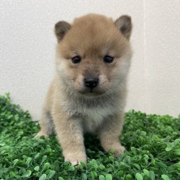 柴犬(豆柴)【広島県・男の子・2025年1月29日・赤】の写真「✨可愛い男の子✨」