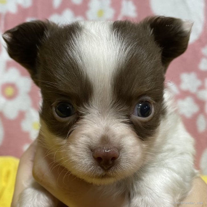 大阪値下げ チョコココ様❣️柴犬 ヨークシャーテリア❤︎ | www