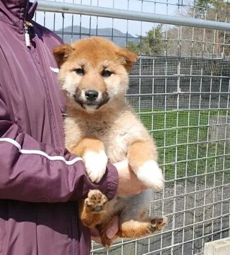 柴犬(標準サイズ)【広島県・男の子・2014年11月21日・赤】の写真1「3月16日　3.4kg　です(*^^*)」