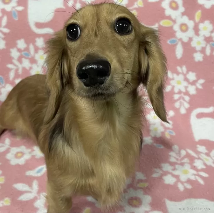 K.H 様のお迎えした子犬