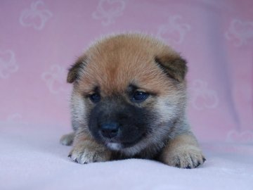 柴犬(標準サイズ)【広島県・女の子・2015年4月12日・赤】の写真「ママは豆柴です(*^^*)」