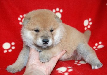 柴犬(標準サイズ)【広島県・男の子・2016年5月12日・赤】の写真「とてもきれいなお顔です(#^^#)ｂ」