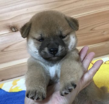 柴犬(豆柴)【広島県・女の子・2019年7月29日・赤】の写真「✨🍀可愛い女の子❤️ちっちゃいよ🍀✨」