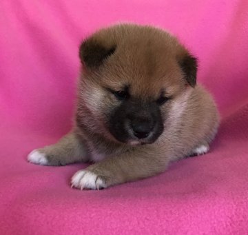 柴犬(標準サイズ)【広島県・男の子・2017年3月14日・赤】の写真「小柴〜普通サイズ予想💕とても可愛い柴の男の子❗️」