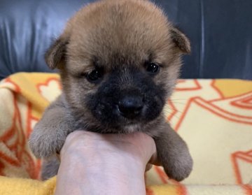 柴犬(豆柴)【広島県・女の子・2020年6月29日・赤  ②】の写真「💕可愛い女の子☘️生まれています💕」