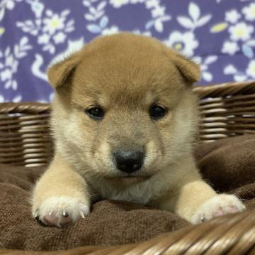 柴犬(豆柴)【広島県・男の子・2022年8月14日・赤】の写真「❤️✨人気の豆柴🍀可愛い男の子✨❤️」