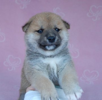 柴犬(豆柴)【広島県・男の子・2015年4月12日・赤】の写真「ママが豆柴です(*^^*)」