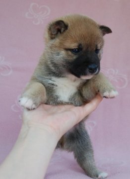 柴犬(豆柴)【広島県・男の子・2015年4月5日・赤】の写真「小ぶりでとても可愛い子(*^^*)」