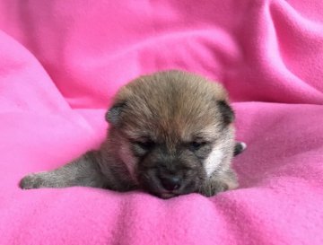 柴犬(豆柴)【広島県・女の子・2017年11月1日・赤】の写真「🐾❤️ちっちゃい仔犬  産まれています❤️🐾」