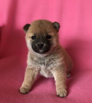 柴犬(豆柴)【広島県・女の子・2018年1月22日・赤】の写真「🐾❤️ちっちゃい仔犬  産まれています❤️🐾」