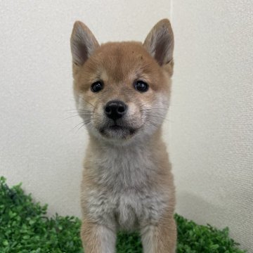 柴犬(豆柴)【広島県・女の子・2024年8月30日・赤】の写真「可愛いお顔の女の子💕」