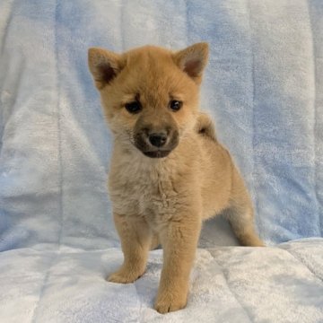 柴犬(豆柴)【広島県・男の子・2023年1月15日・赤】の写真「❤️✨可愛い3兄弟😍GM1発症無し✨❤️」