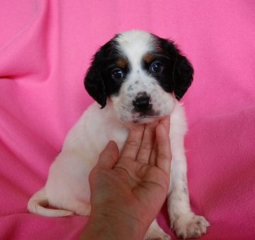 イングリッシュセッター【広島県・男の子・2016年6月20日・白黒タン】の写真「米系！賢い仔犬です(^.^)/」