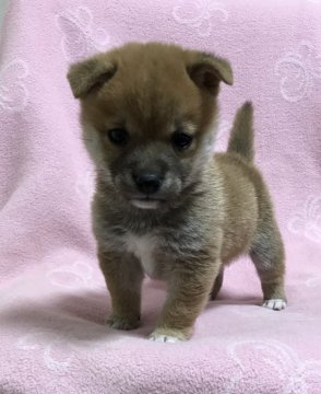 柴犬(豆柴)【広島県・男の子・2017年3月14日・赤】の写真「ちっちゃい王子さま😊ヨロシクね🐾」