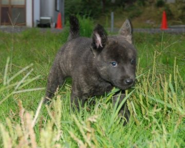 甲斐犬【広島県・男の子・2015年8月23日・中虎毛】の写真「元気な男の子です(*^^*)」