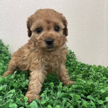 トイプードル(トイ)【広島県・男の子・2024年5月1日・アプリコット】の写真「💕元気な男の子💕」