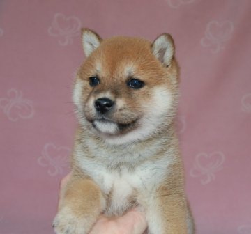 柴犬(標準サイズ)【広島県・女の子・2015年3月27日・赤】の写真「小ぶりでとても可愛い子(*^^*)」