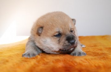 柴犬(標準サイズ)【広島県・男の子・2014年2月5日・赤】の写真「小ぶり予想です♪^^」