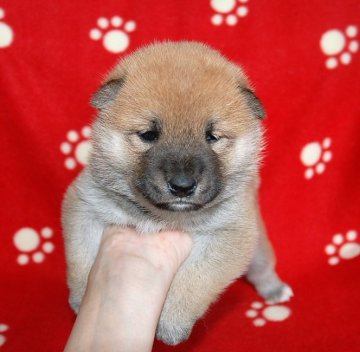 柴犬(標準サイズ)【広島県・女の子・2016年5月12日・赤】の写真「とてもきれいなお顔です(#^^#)ｂ」