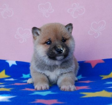 柴犬(標準サイズ)【広島県・男の子・2014年11月19日・赤】の写真「とても小ぶりで可愛い男の子です(*^^*)」