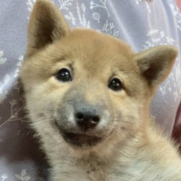 柴犬(豆柴)【広島県・女の子・2022年11月24日・赤】の写真「🍀✨優しいお顔で可愛い💓GM1発症無し✨🍀」