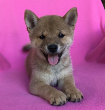 柴犬(豆柴)【広島県・男の子・2017年7月24日・赤】の写真「💕ちっちゃい兄弟 産まれています💕」