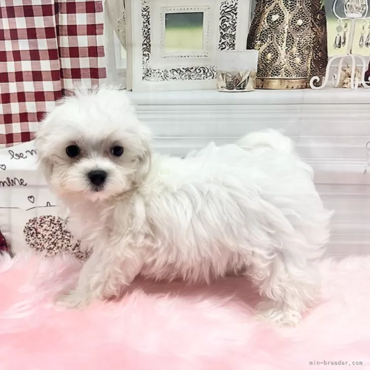 Ｎちゃん 様のお迎えした子犬