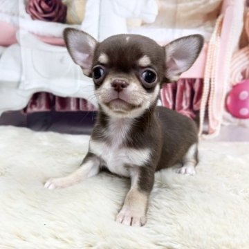 チワワ(スムース)【大阪府・男の子・2023年3月16日・チョコレート&タン】の写真「イケメンくん」