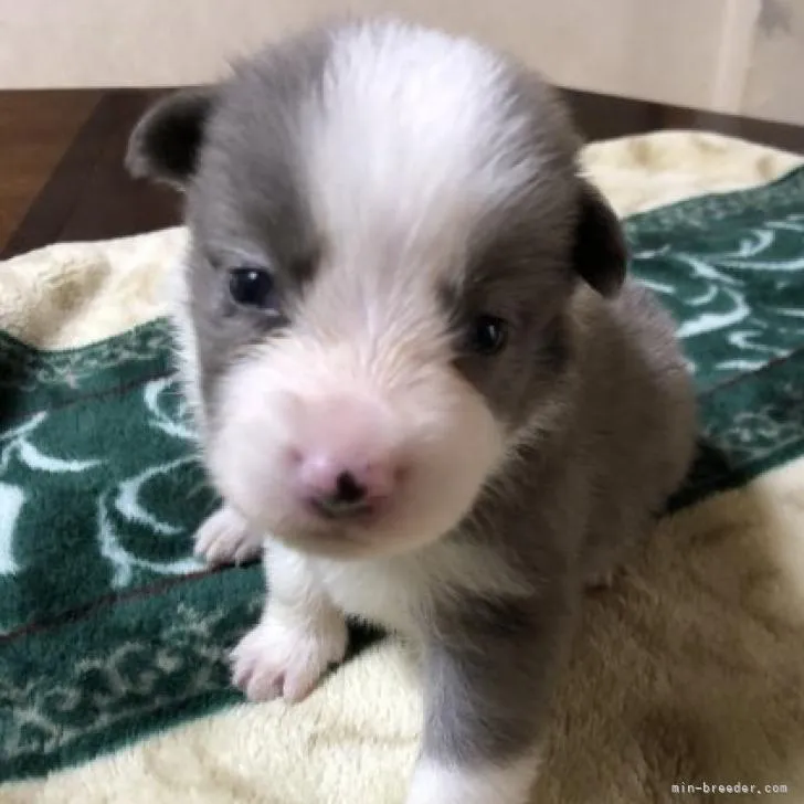 はく 様のお迎えした子犬