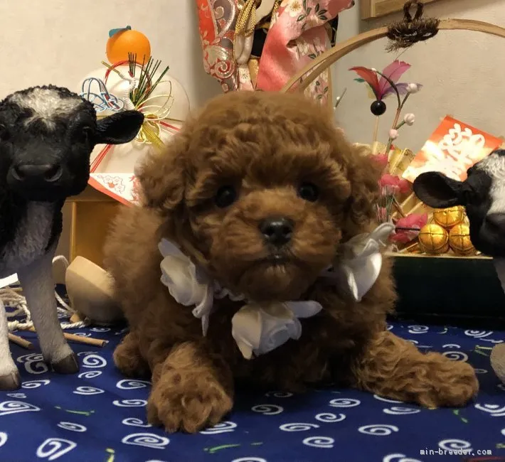 りんママ 様のお迎えした子犬