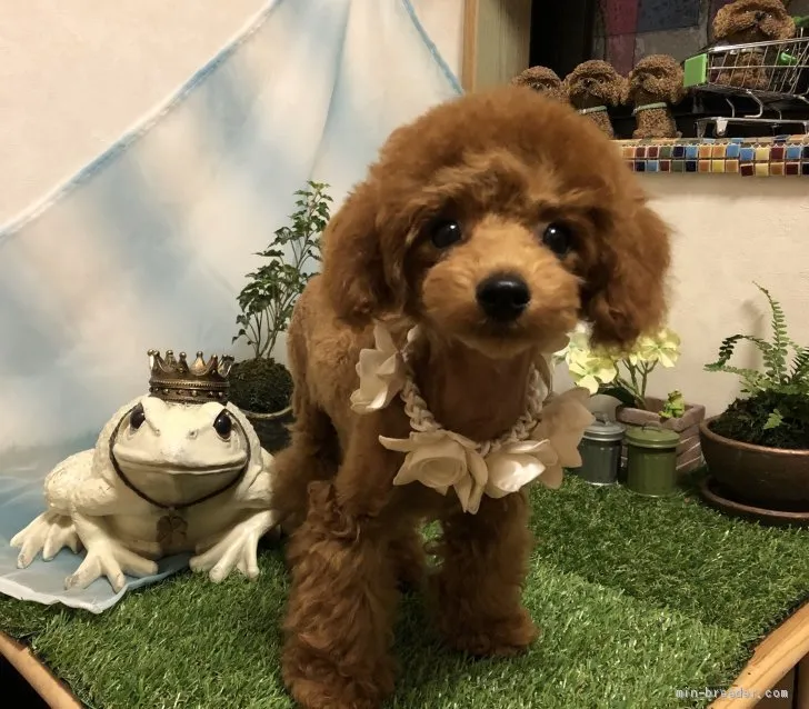 しんちゃん 様のお迎えした子犬