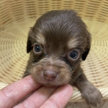 チワックス(チワワ×ダックスフンド)【福岡県・男の子・2024年9月1日・チョコタン】の写真「とてもおっとりとした男の子です✨」