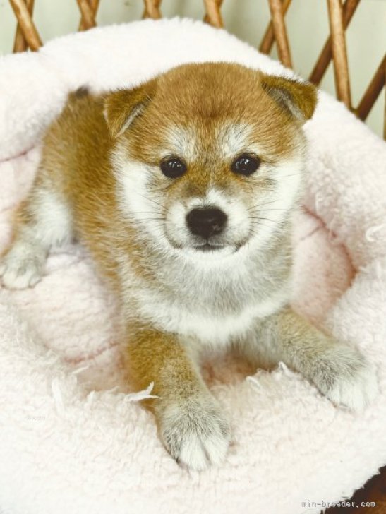 柴犬【鹿児島県・女の子・2023年8月5日・赤】💕かなり可愛いお嬢様です
