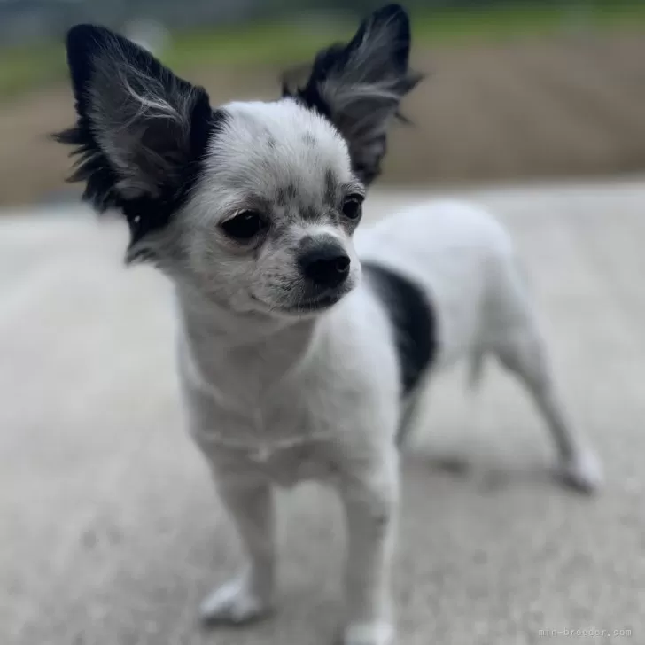 エル 様のお迎えした子犬