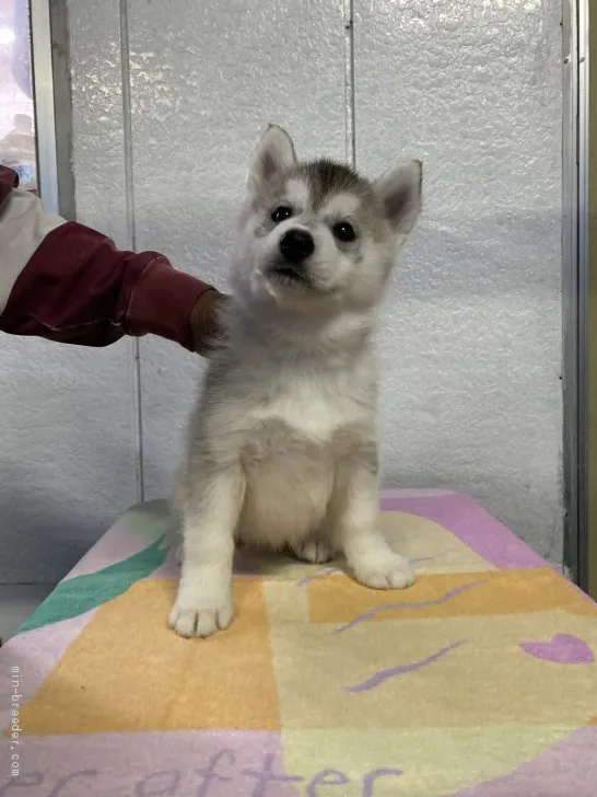 K.H 様のお迎えした子犬