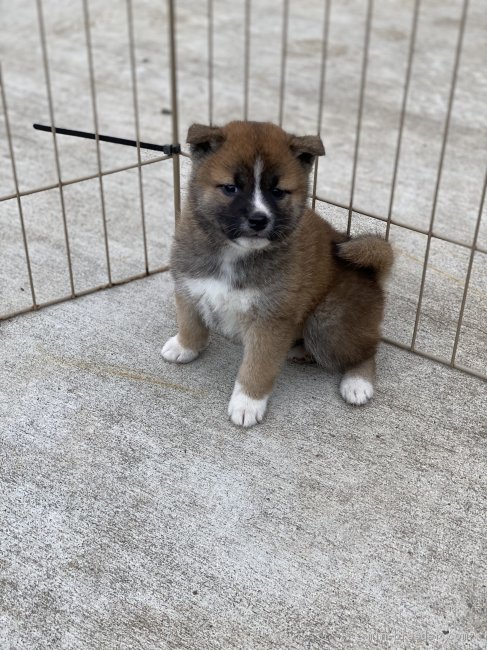 柴犬 茨城県 女の子 年11月1日 赤 優しい目をしています 活発で一番食べます みんなのブリーダー 子犬id 12