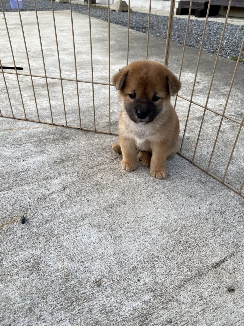 柴犬 標準サイズ 男の子 赤 2020 07 17生まれ 茨城県 子犬id 2008 02885 目がかわいい ちょと小ぶりです みんなのブリーダー