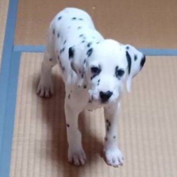 女の子(メス)のダルメシアンの子犬を探す｜ブリーダー直販の子犬販売【みんなのブリーダー】