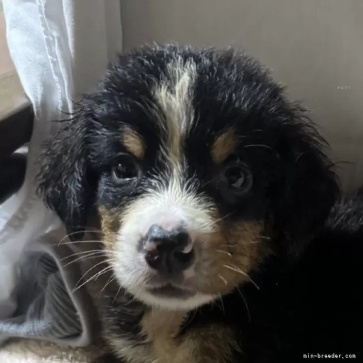 ぱろん 様のお迎えした子犬