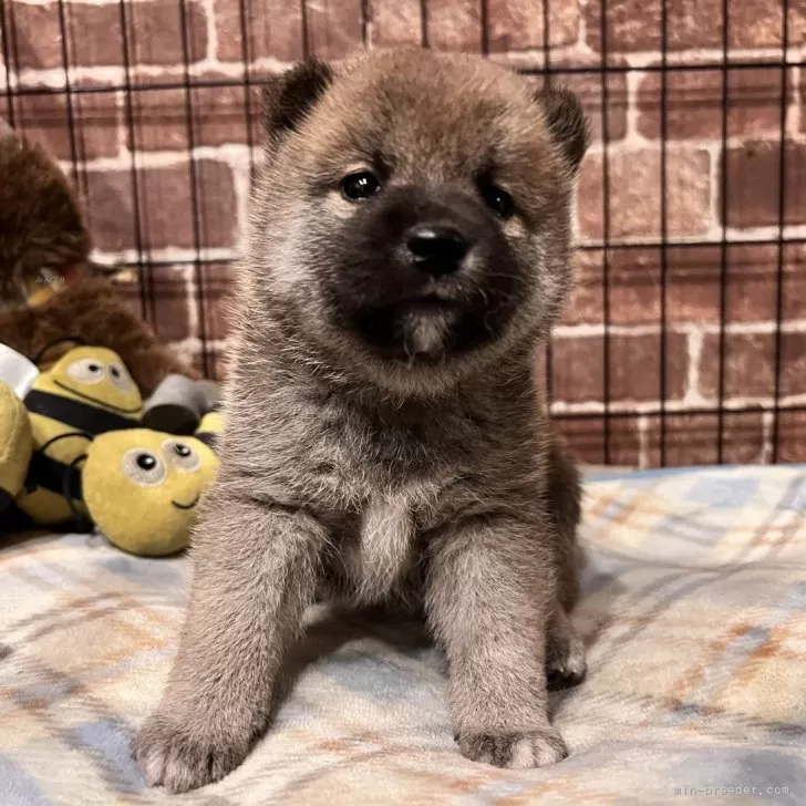 柴犬(標準サイズ)【埼玉県・男の子・2024年11月5日・赤】の写真1