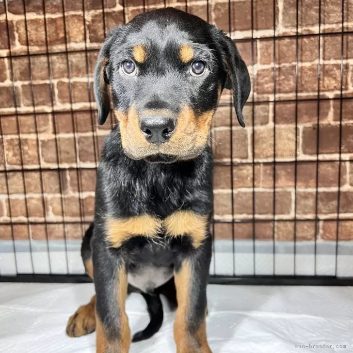 しいば 様のお迎えした子犬