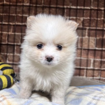 ポメラニアン【埼玉県・男の子・2024年10月28日・クリーム】の写真「可愛いね💕ポメちゃん🎶」