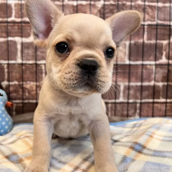 to 様のお迎えした子犬