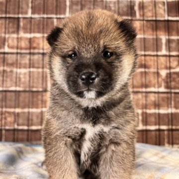 柴犬(標準サイズ)【埼玉県・女の子・2023年9月26日・赤】の写真「可愛いね❣️柴ちゃんの女の子🐶」