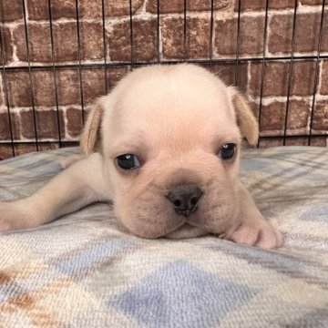 フレンチブルドッグ【埼玉県・男の子・2023年1月27日・クリーム】の写真「僕を見て❣️まん丸男の子🐶」